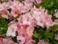 Preview: Rhododendron in Sorten im Topf/Container